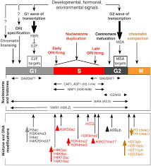 Frontiers Looking At Plant Cell Cycle From The Chromatin Window Plant Science