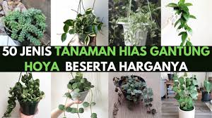 Tanaman hias gantung jenis anggrek memang dikenal paling digemari hampir di seluruh dunia. 50 Jenis Tanaman Hias Gantung Hoya Beserta Harganya Youtube