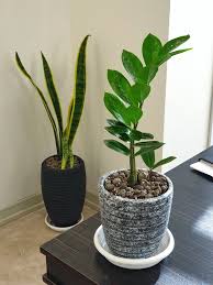 Iow Light Plants Sansevieria Zamofilia My Office In Tehran Www Mojtabahoseini Ir Plants Household Plants Snake Plant