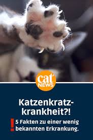 5 Fakten Zur Katzenkratzkrankheit Was Das Ist Und Wie Du Sie Vermeidest Katzen Katzen Verhalten Katzenverhalten