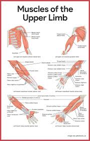 Check spelling or type a new query. Muscular System Anatomy And Physiology Nurseslabs