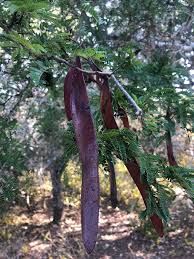 Image result for Newtonia hildebrandtii