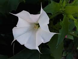 Image result for durman obecný květ