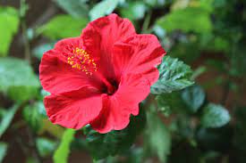 Pin By Martha O Donnell On Gardening Fruits Shrubs Trees Hibiscus Plant Showy Flowers Hibiscus