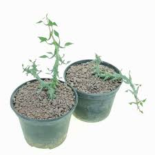 Image result for Ceropegia gracilior