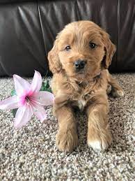 We often have english goldendoodle puppies for sale and f1b goldendoodle puppies for sale. The Dazzling Doodles Goldendoodle Puppies 218 201 0662