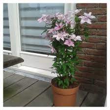We did not find results for: Clematis Hagley Hybrid For Balcony And Patio