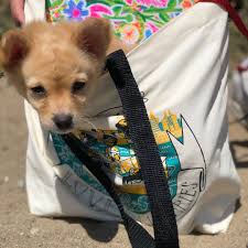 Yes, our Summer Stride tote is very handy for collecting books, farmers  market finds, puppies. This summer, if you spent 20 hours with SFPL: ❤️  Reading ❤️ Streaming movies ❤️ Watching virtual