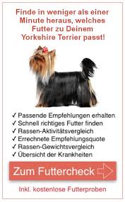 Größe, charakter, erziehung, preis : Yorkshire Terrier Lebenserwartung Lebensdauer Yorkshire De