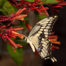 Image result for Hamelia patens