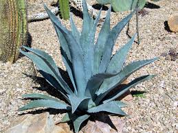 Image result for Agave americana