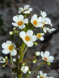 Image result for Galiniera saxifraga