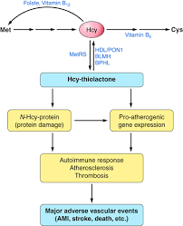 Program within @mayoclinicgradschool is currently accepting applications! Homocysteine Modification In Protein Structure Function And Human Disease Physiological Reviews