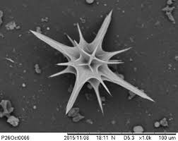 Image result for Actinanthella