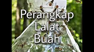Sudah 15 hari, ratusan lalat mati. Cara Membuat Perangkap Lalat Buah Dengan Bekas Botol Youtube