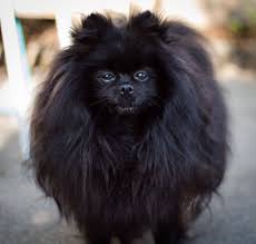 Black Pomeranian Black Miniature Pomeranian Dog Black Pomeranian Pomeranian Dog Pomeranian Puppy