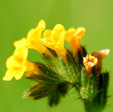 Image result for Boraginaceae