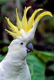 Birds That Start With B Pin By Margot S Magic Grab Bag B On Animals Australian Parrots Beautiful Birds Parrot