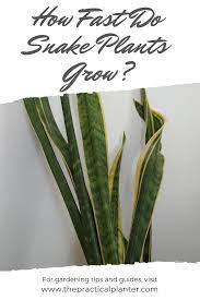 You'll love our prices & selection! How Fast Do Snake Plants Grow Snake Plant Plant Growing Plants