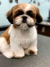 Kopek Dunyasi Adli Kullanicinin Shih Tzu Panosundaki Pin 2020