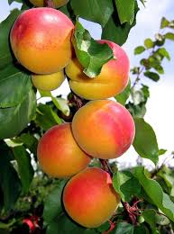 Apricots By Will Borden Fruit Photography Beautiful Fruits Fruit Garden