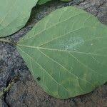 Image result for Psophocarpus scandens