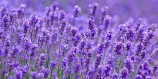 Check spelling or type a new query. 5 Types Of Lavender That Thrive In The South Southern Living