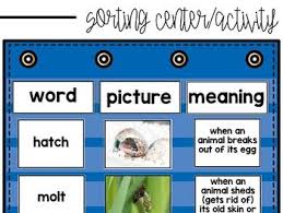 Life Cycles Vocabulary Match Up Activity By Rita Mitchell Tpt Life Cycles Vocabulary Life Cycle Stages