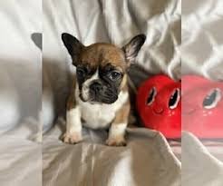 Conformation proven lineage with multiple grand champions within the 4 year pedigree with health tested breeding pairs. French Bulldog Puppies For Sale Near Cumming Georgia Usa Page 1 10 Per Page Puppyfinder Com