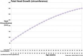 Head Development Embryology