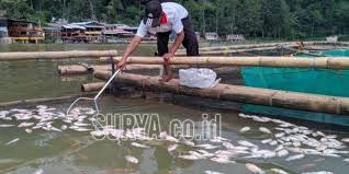 Jadi tidak hanya ada istilah hari baik untuk pernikahan, lamaran, mengkhitankan anak. Fenomena Gas Belerang Di Telaga Ngebel Ponorogo Puluhan Ton Ikan Nila Mati Mendadak Halaman All Kompas Com