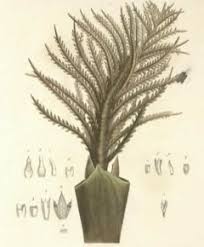 Raphia Vinifera Wine Raffia Palm Wine Palm Pfaf Plant Database Последние твиты от rafia (@rafiaswrld). raphia vinifera wine raffia palm wine