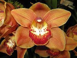 Cymbidium Huell Howser Flower Quotes Beautiful Orchids Orange Flowers