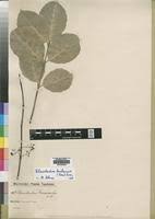 Image result for Elaeodendron buchananii
