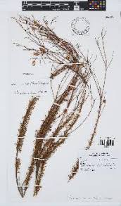 Image result for Vernonia suprafastigiata