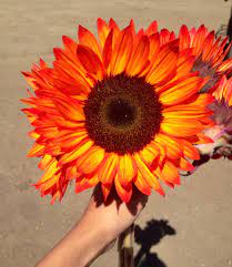 Pin On Beauty In All Things