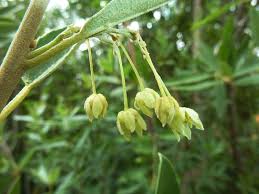 Image result for Achariaceae
