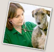 The petplan veterinary awards 2020 are now open! Petplan Vet Website