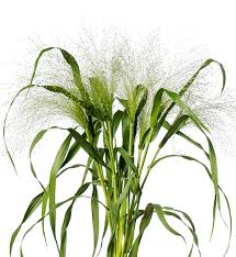 Image result for Panicum