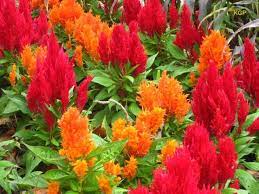 Celosia Exposicion De Flores Semillas De Flores Jardineria Y Plantas