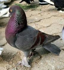 Pin By Ruth Bladen On Guvercin Pidgeon Pigeon Pictures Pigeon Bird Tumbler Pigeons