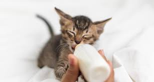 Nekolac goat milk from �netherlands �strong muscle �shinny coat & fur �better immune system �growth booster �improve digestion. What To Feed Kittens Kitten Feeding Guide For Every Lifestage