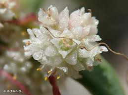 Image result for Cuscuta planiflora