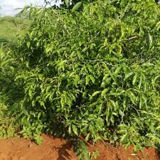 Image result for Tabernanthe elliptica