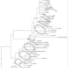 Image result for Welwitschiella