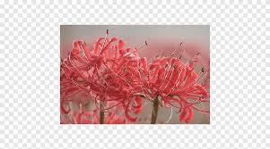 زنبق العنكبوت الأحمر زنبق مفاجأة لمبة Lilium Crinum زنبق العنكبوت الأحمر الزنبق الزهرة Png