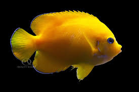 Image result for Anagallis kochii