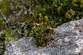 Image result for Tridactyle bicaudata