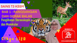 Dengan menyentuh kulit kepala dan rambut, wanita akan merasa tenang dan nyaman. 1 4 Kepentingan Gerak Balas Terhadap Rangsangan Dalam Haiwan Lessons Blendspace
