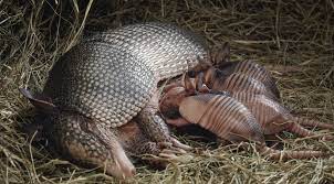 Nature Versus Nurture Add Noise To The Debate Quanta Magazine Armadillo Animals Beautiful Animals Wild